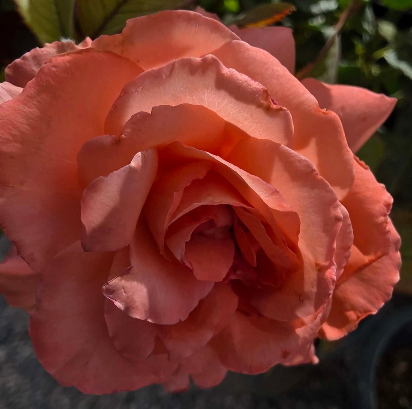 Roses & Rose Trees - assorted colors