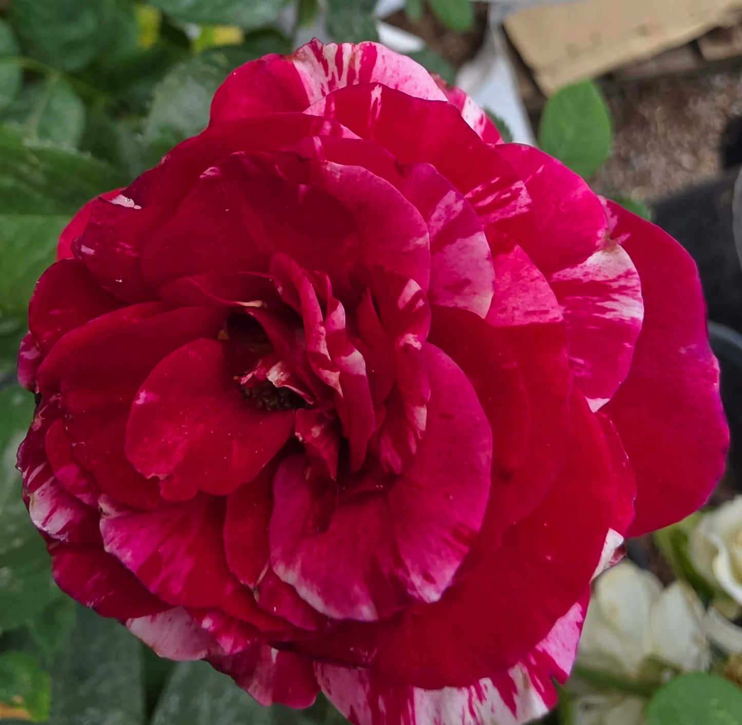 Roses & Rose Trees - assorted colors