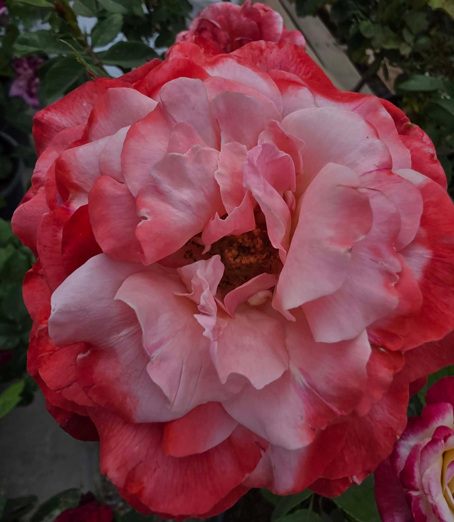 Roses & Rose Trees - assorted colors