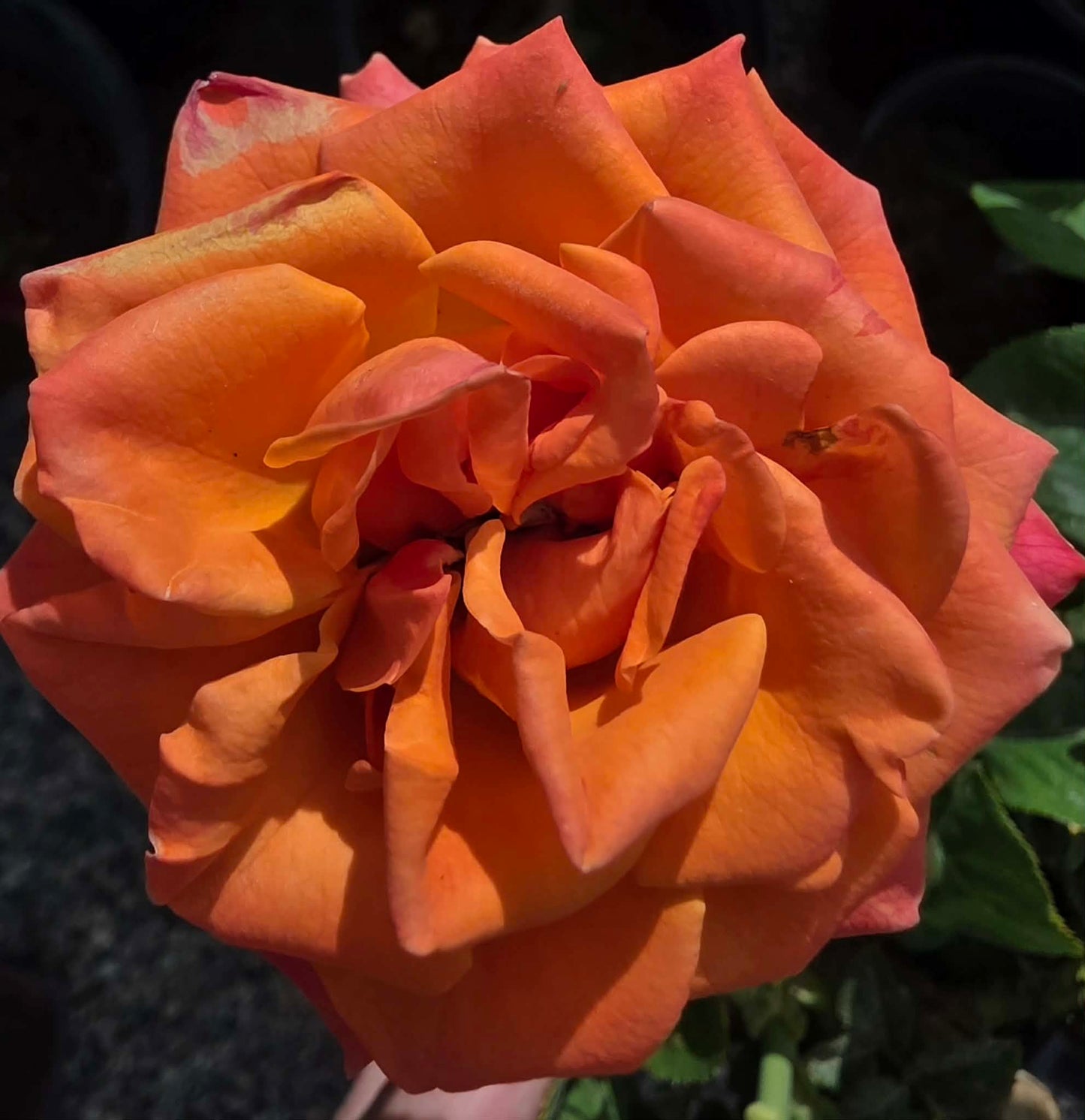 Roses & Rose Trees - assorted colors