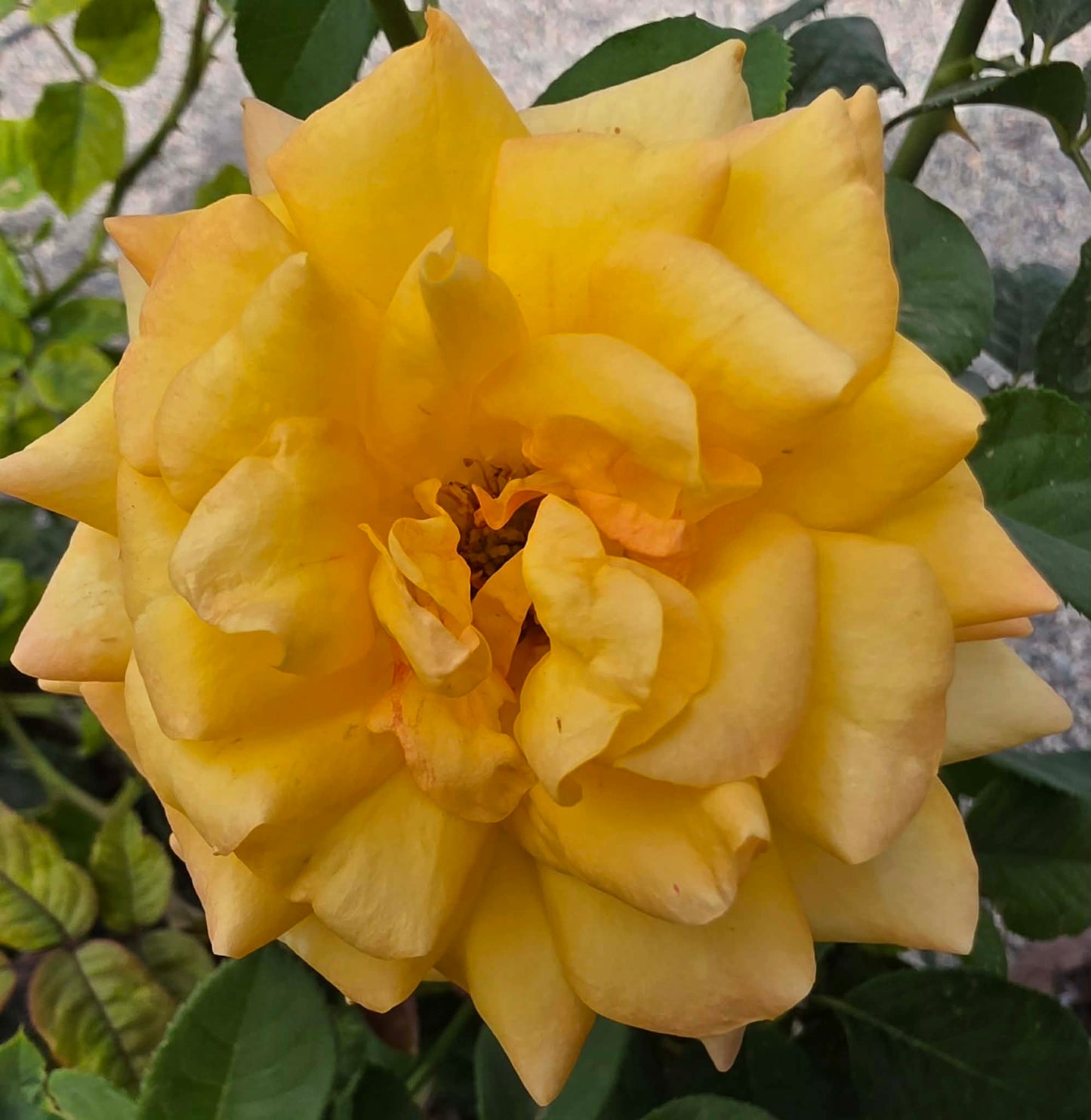 Roses & Rose Trees - assorted colors