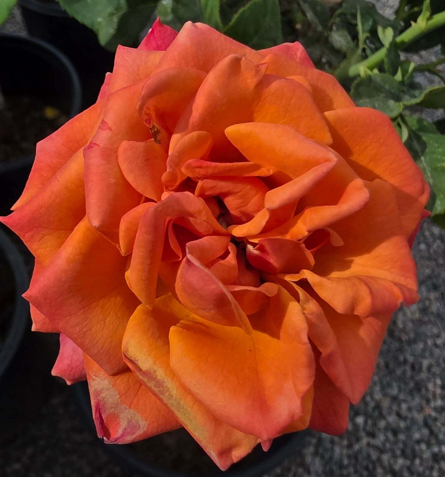 Roses & Rose Trees - assorted colors