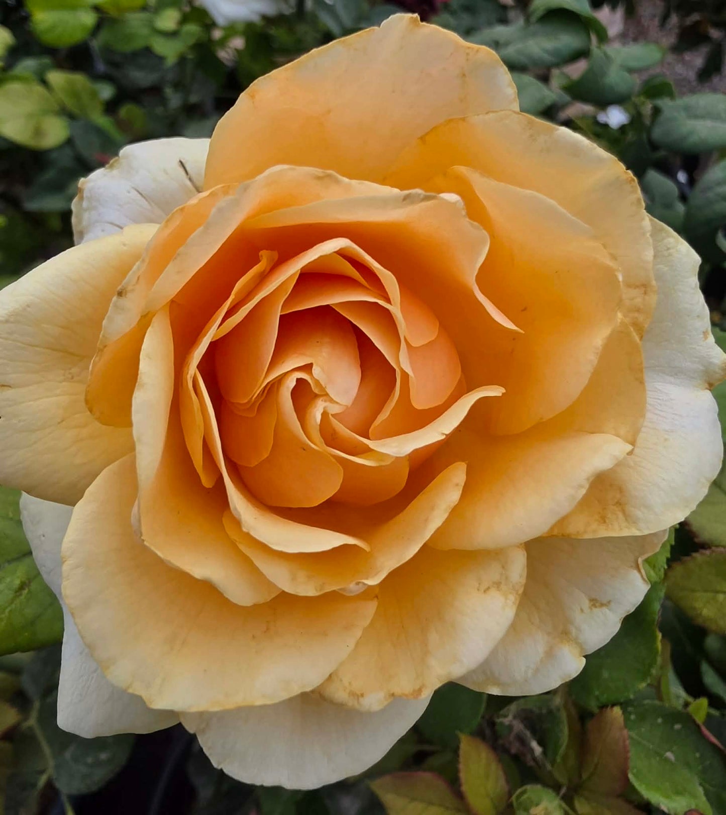 Roses & Rose Trees - assorted colors