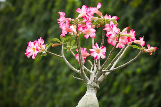 Tropical - Adenium (Desert Rose)
