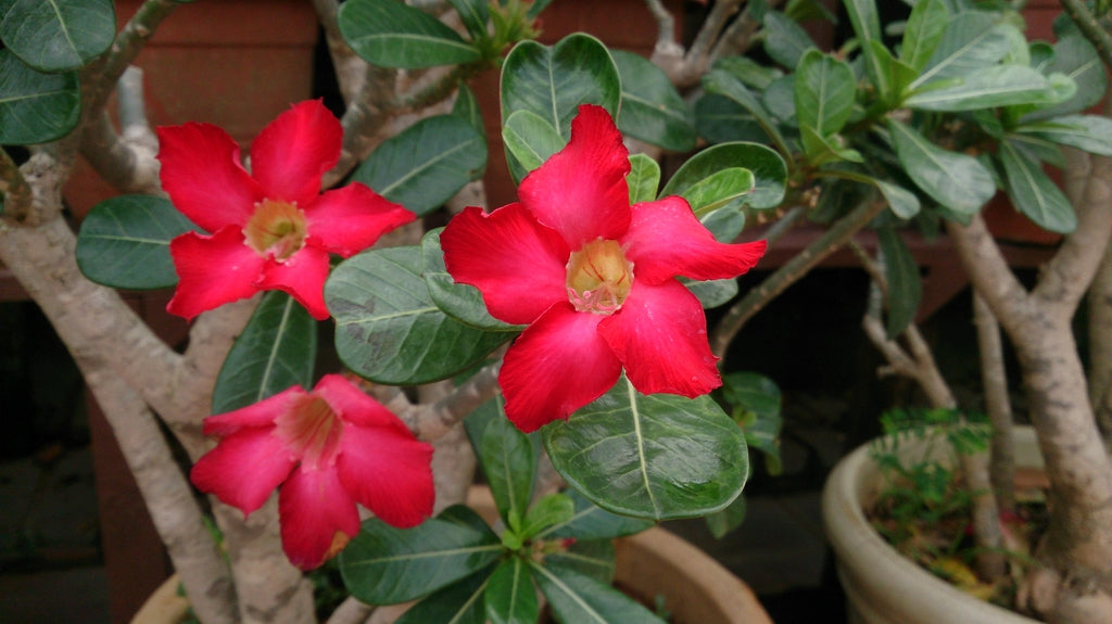 Tropical - Adenium (Desert Rose)