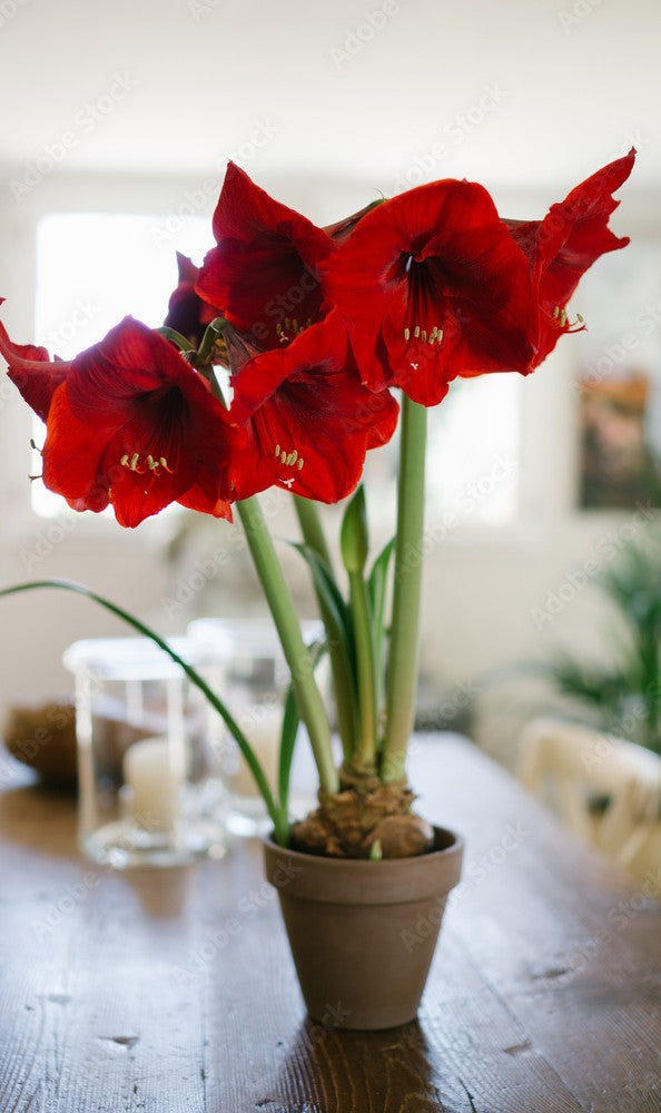 Flowers - Amaryllis