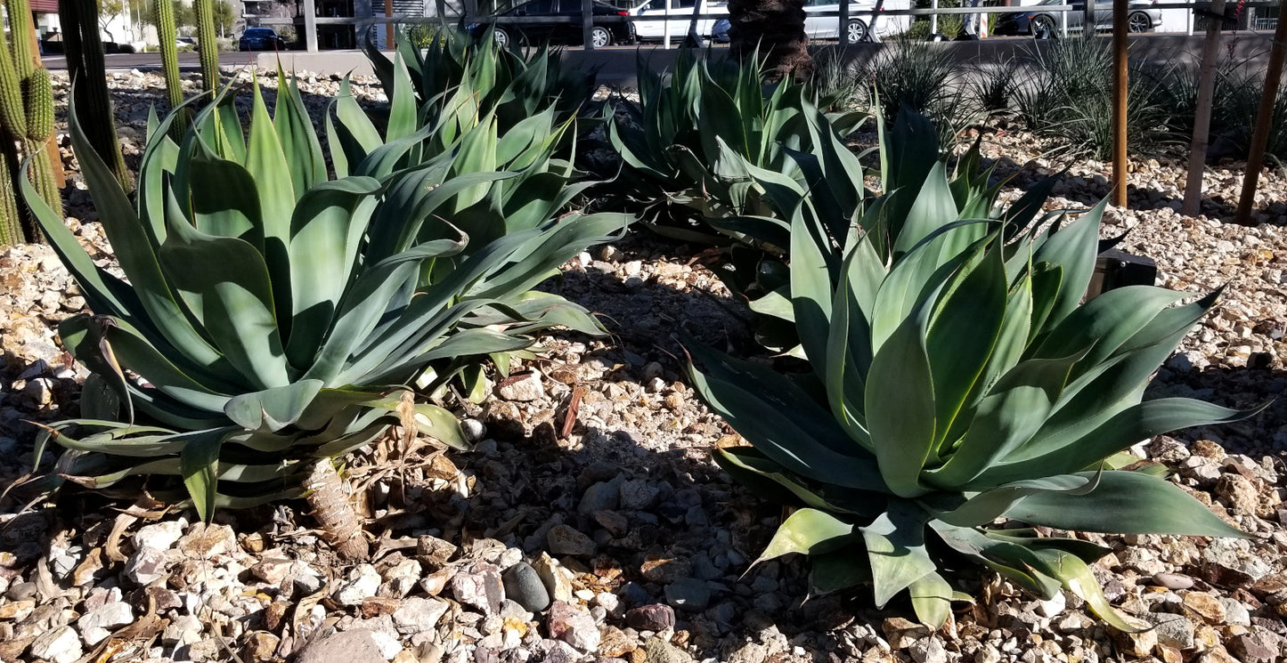 Succulent - Agave Blue Flame