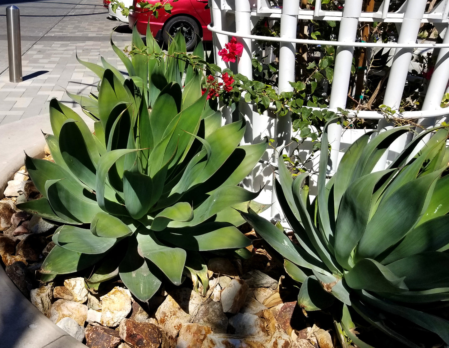 Succulent - Agave Blue Flame