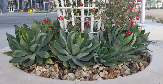 Succulent - Agave Blue Flame