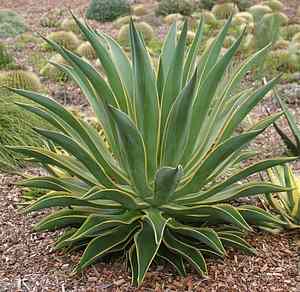 Succulent - Variegated Tropical Agave