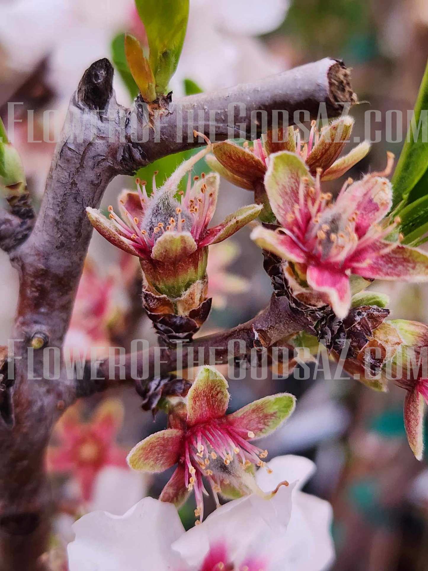 Almond - All In One