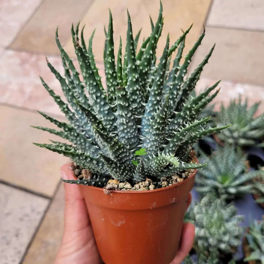 Succulent - Spider Aloe