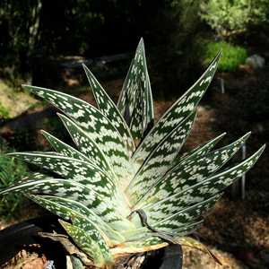 Succulent - Aloe Partridge Breast