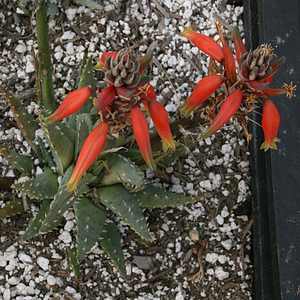 Succulent - Spider Aloe