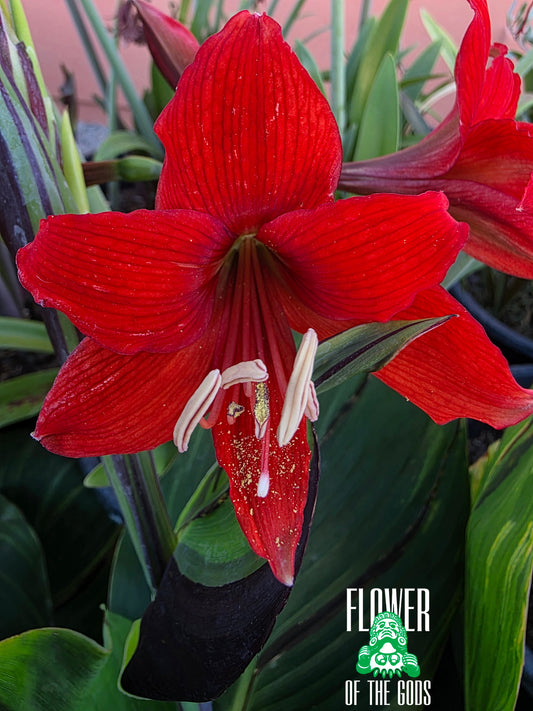 Flowers - Amaryllis