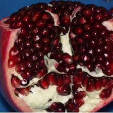 Pomegranate - Ariana - PRE-ORDER