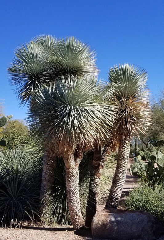 Desert - Beaked Yucca