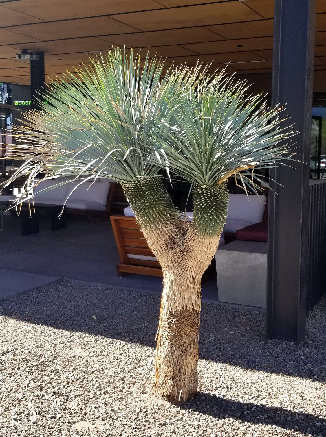 Desert - Beaked Yucca