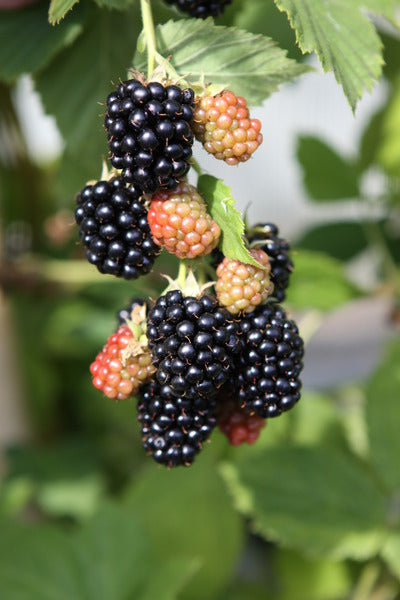 Blackberry - Black Satin Thornless