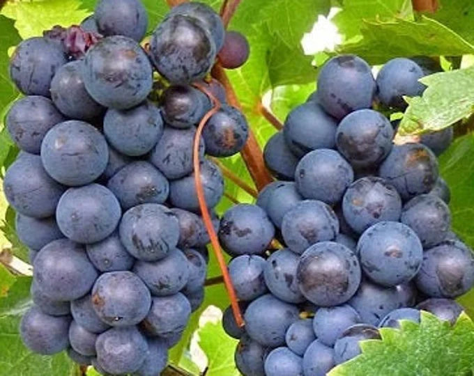 Grapes - Black Monukka Seedless - PRE-ORDER