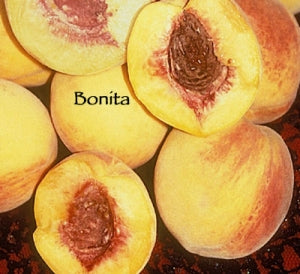 Peach - Bonita -  PRE-ORDER