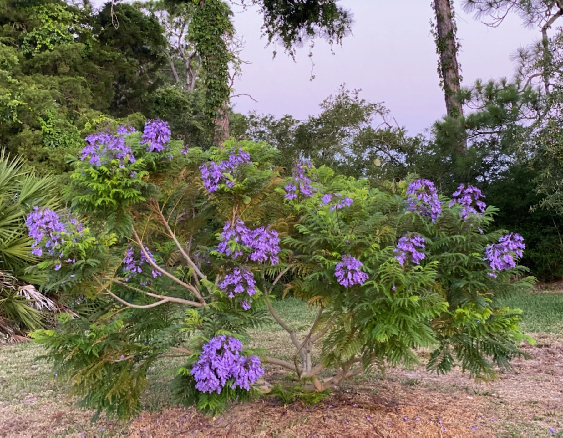 bonsai jacaranda tree for sale Shade - Jacaranda