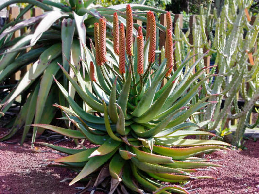 Succulent - Bottlebrush Aloe