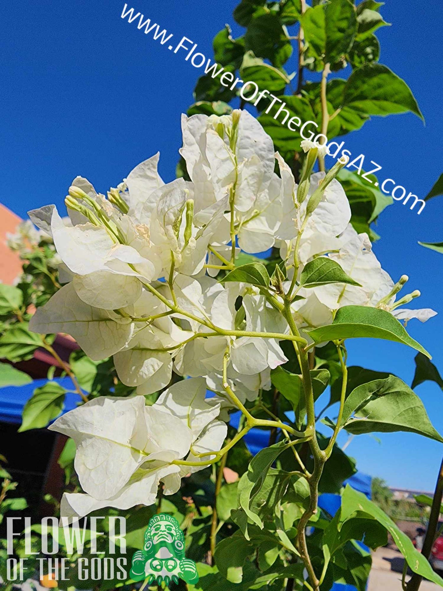 Vines - Bougainvillea