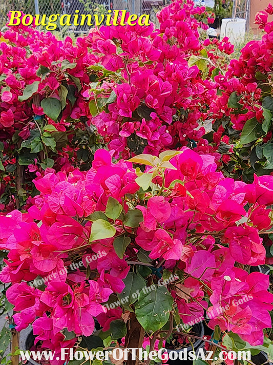 Vines - Bougainvillea