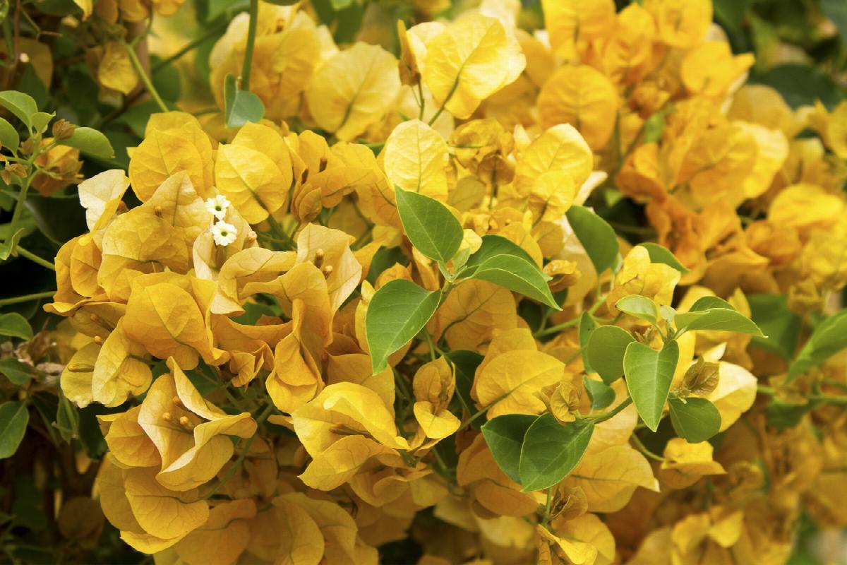 Vines - Bougainvillea