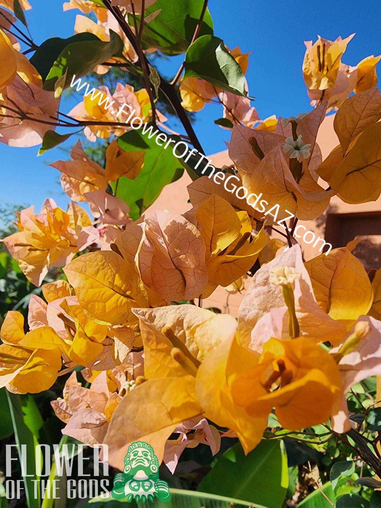 Vines - Bougainvillea