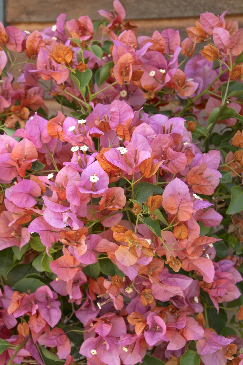 Vines - Bougainvillea
