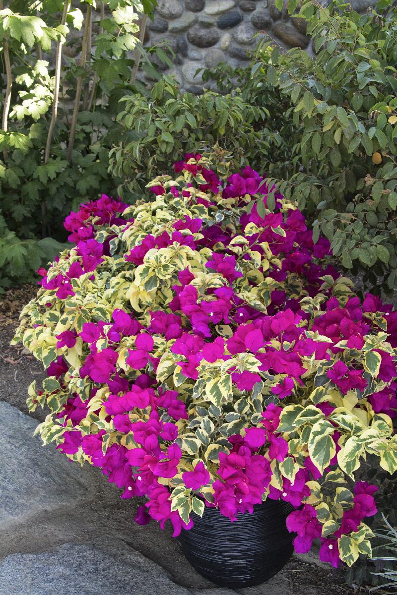 Vines - Bougainvillea