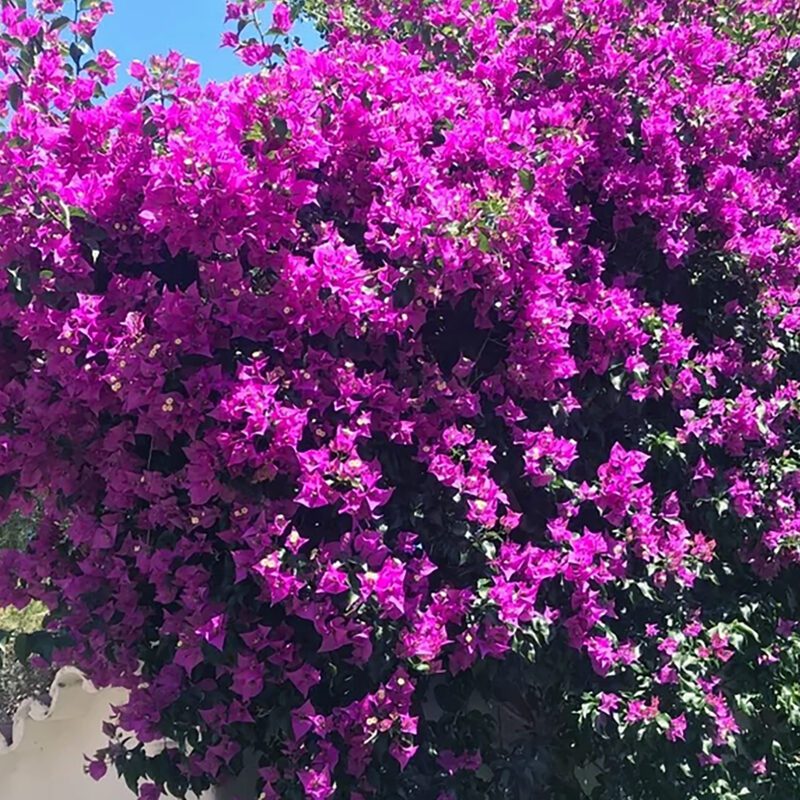 Vines - Bougainvillea