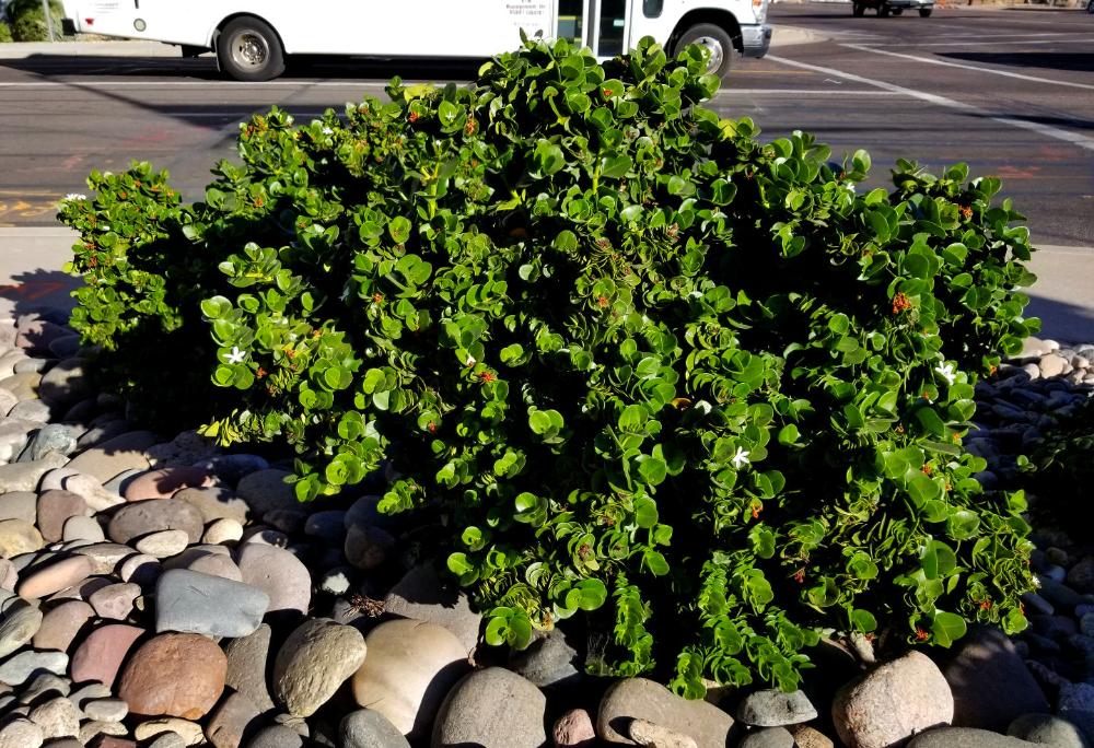 Shrubs - Boxwood Beauty