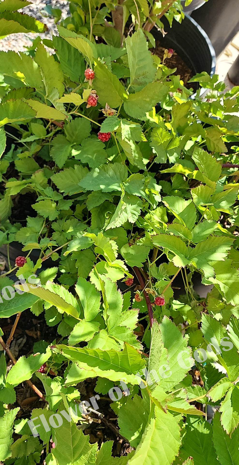 Boysenberry - Boysenberry Thornless