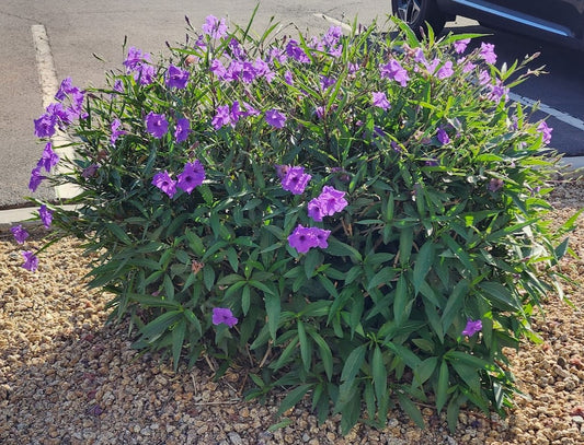 Shrubs - Ruellia - British