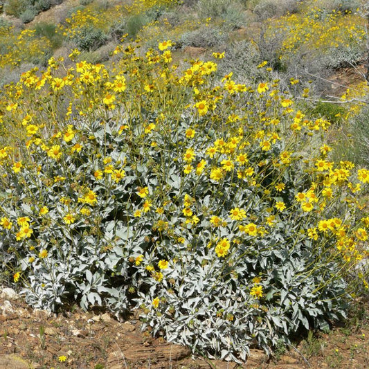 Shrubs - Brittlebrush