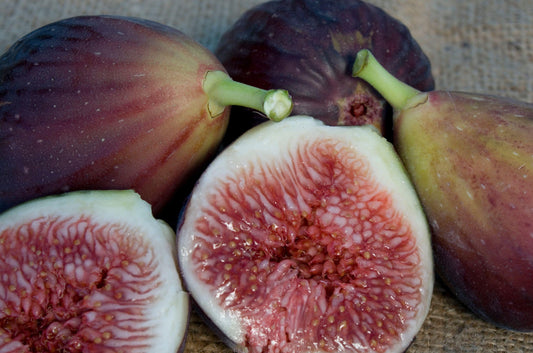 Figs - Brown Turkey - PRE-ORDER