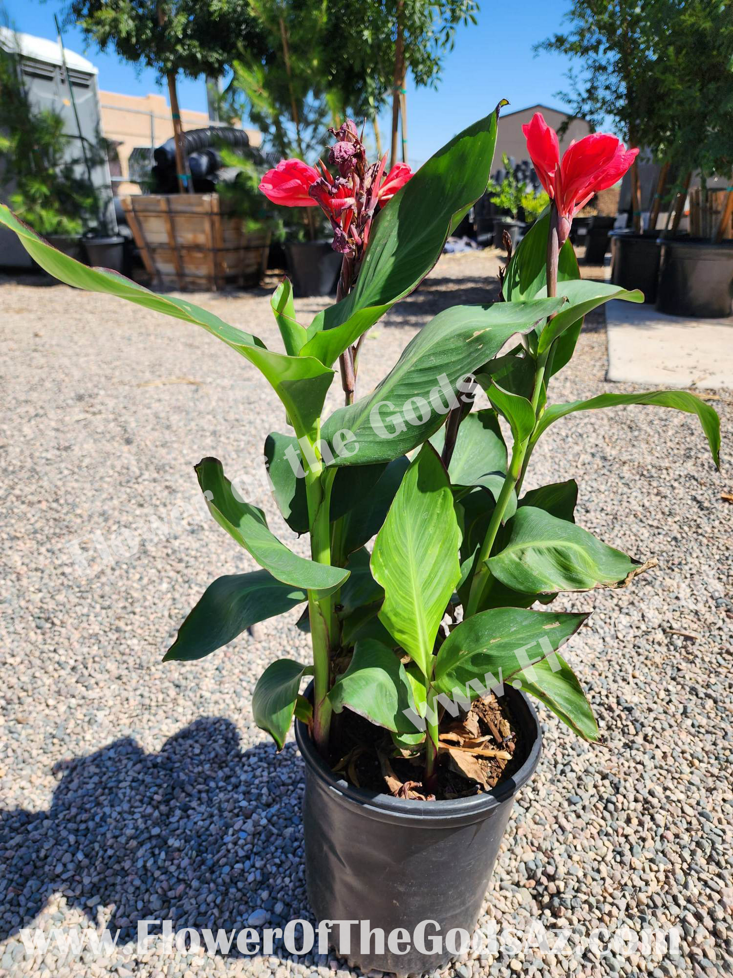 Shrubs - Canna Lily