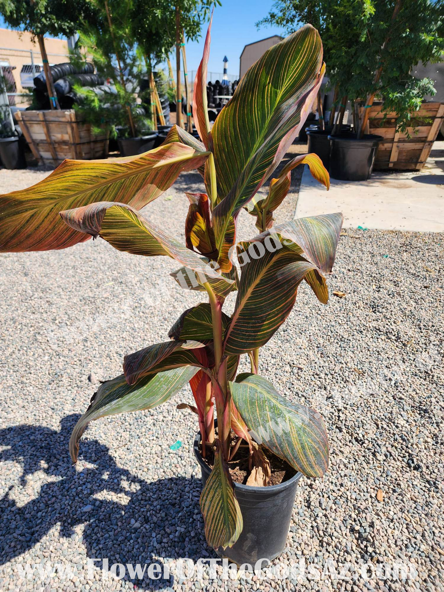Shrubs - Canna Lily