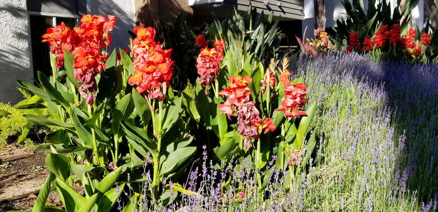 Shrubs - Canna Lily