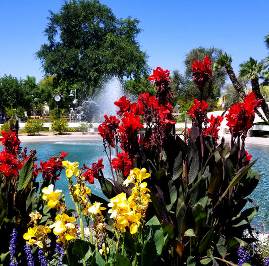Shrubs - Canna Lily
