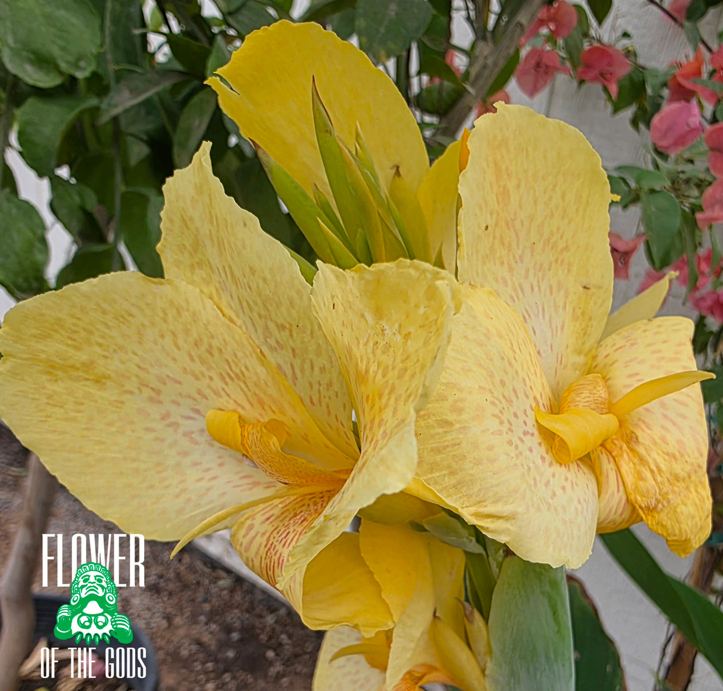 Shrubs - Canna Lily
