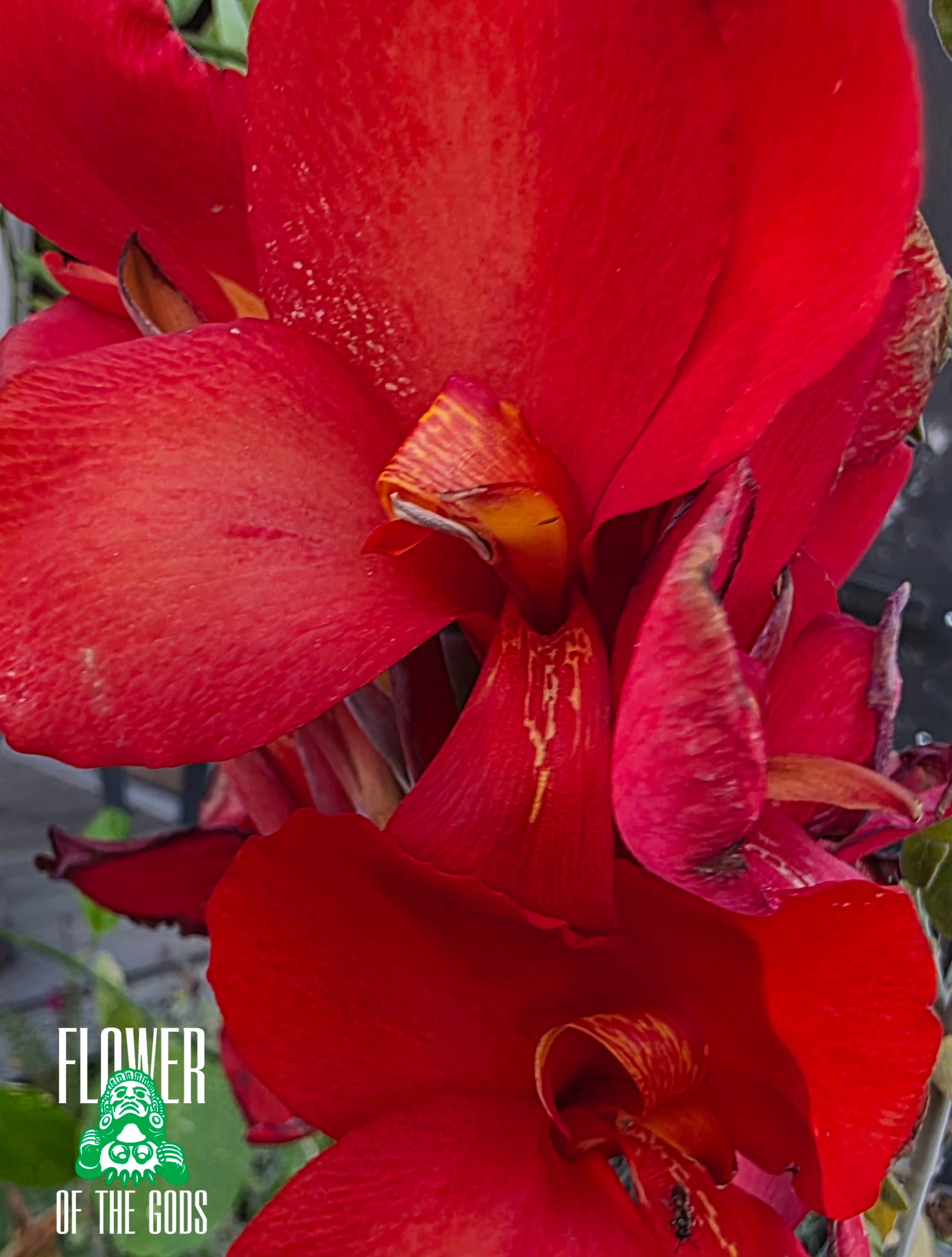 god favorite flower lily Shrubs