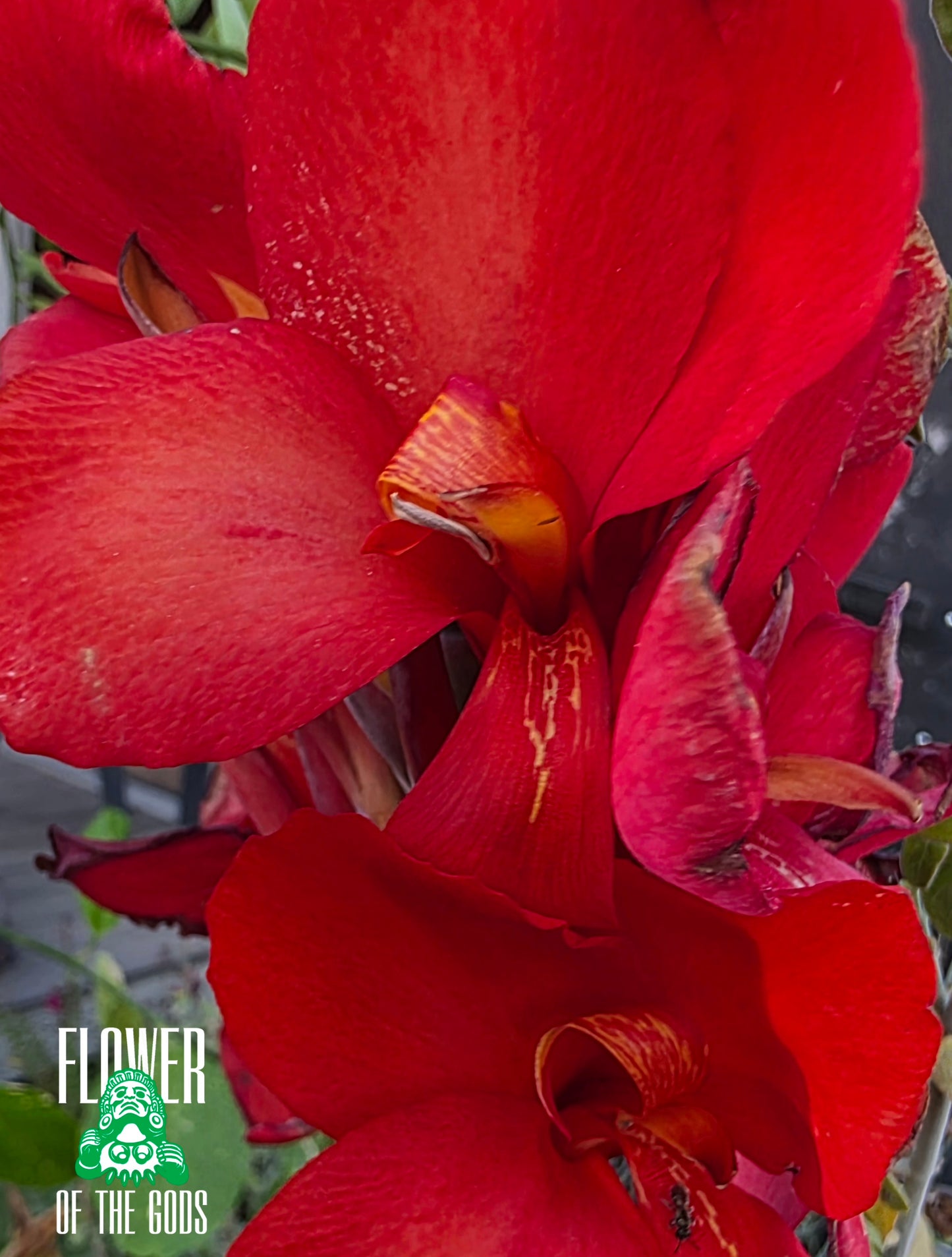 Shrubs - Canna Lily