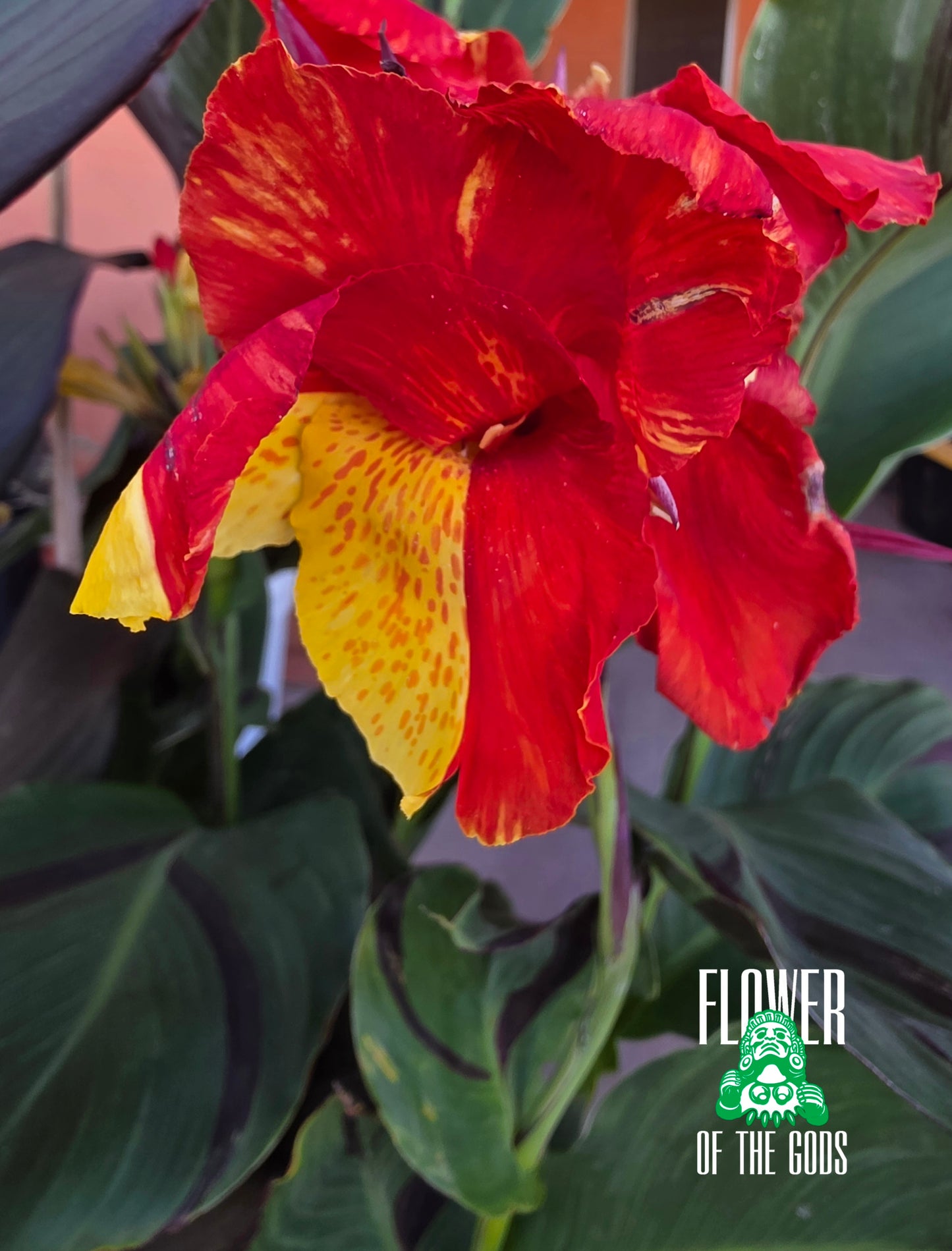Shrubs - Canna Lily