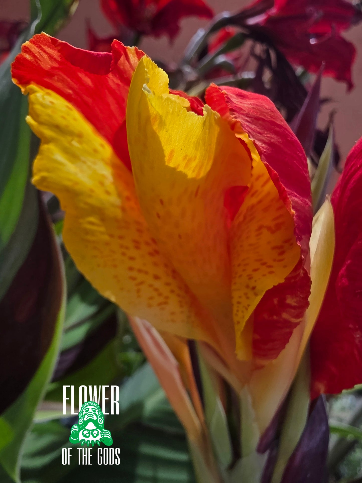 Shrubs - Canna Lily