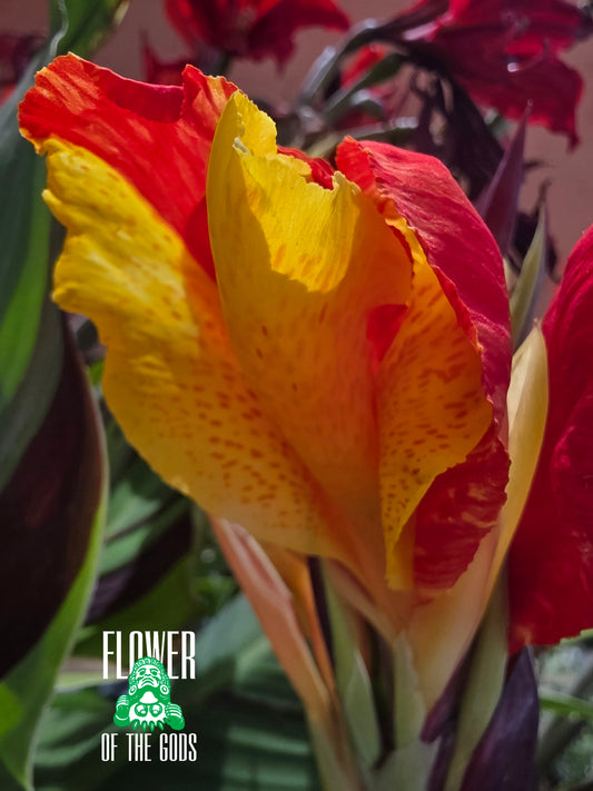 Shrubs - Canna Lily