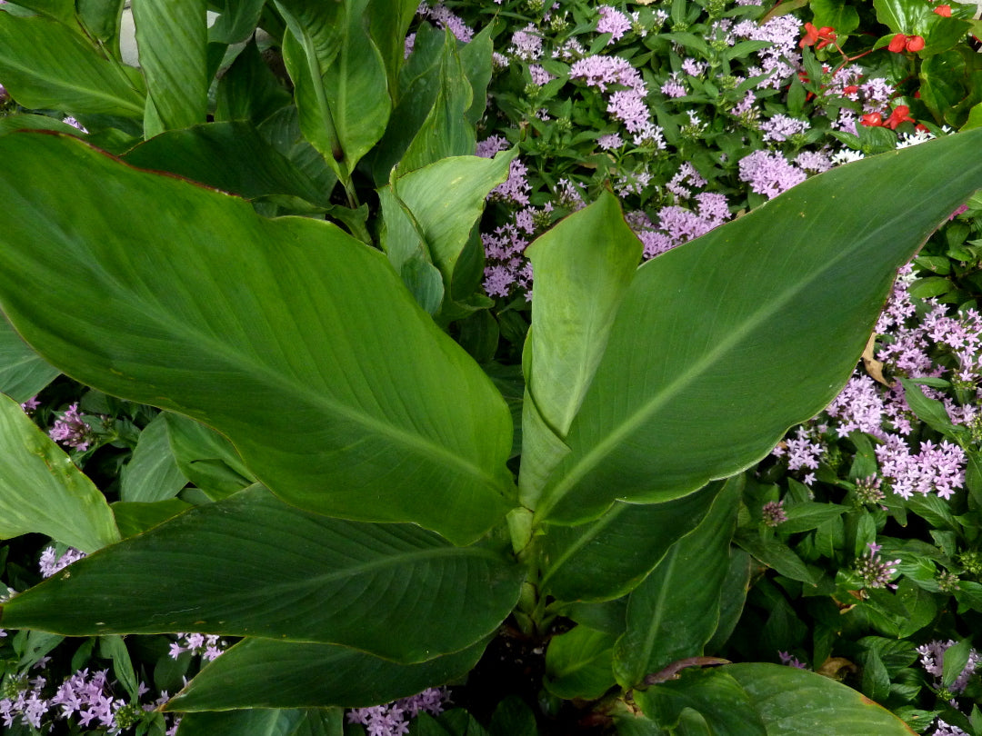 Shrubs - Canna Lily
